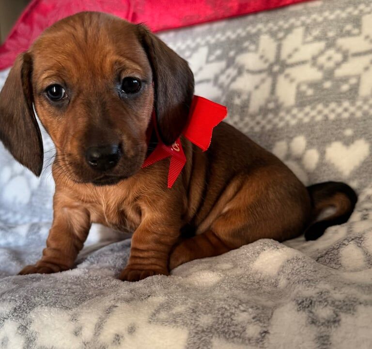 Dachshund puppies for sale in Coatbridge, North Lanarkshire – 8 months old - Image 3 of 3