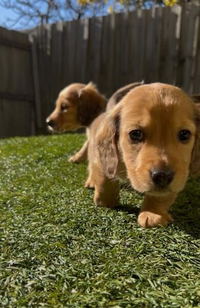 Dachshund puppies for sale in Ipswich, Suffolk – KC registered, 11 weeks old