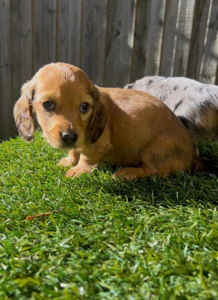 Dachshund puppies for sale in Ipswich, Suffolk – KC registered, 11 weeks old - Image 2 of 3