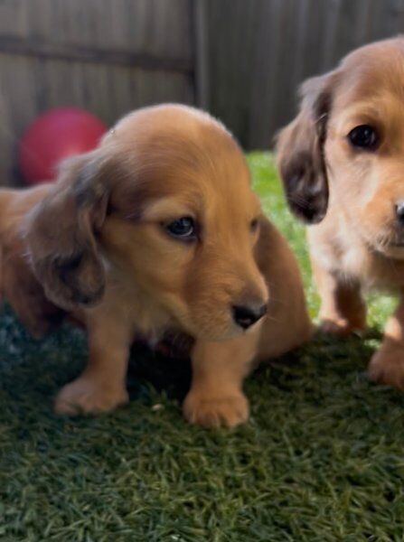 Dachshund puppies for sale in Ipswich, Suffolk – KC registered, 11 weeks old - Image 3 of 3