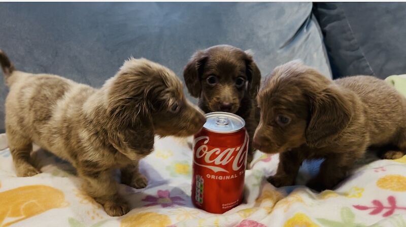 Dachshund puppies for sale in Maidstone, Kent – 6 weeks old