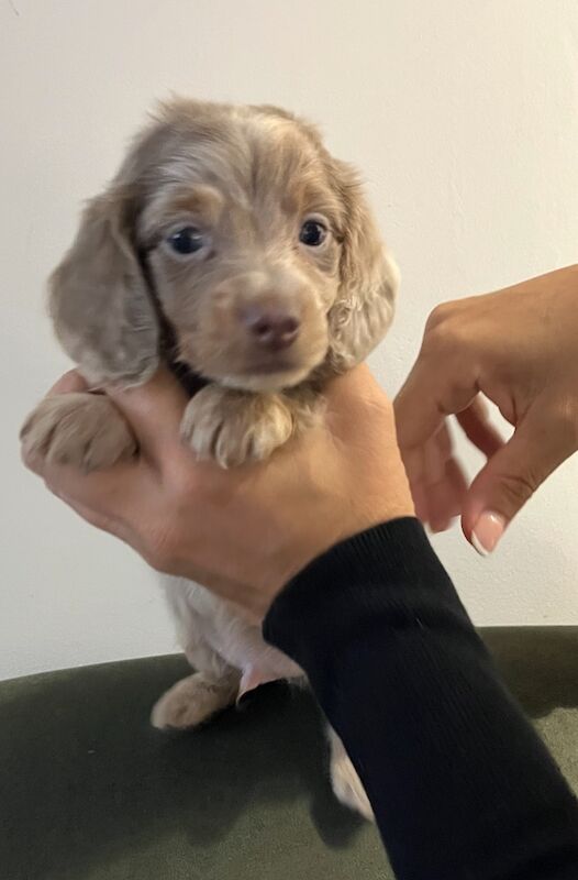 Dachshund puppies for sale in Maidstone, Kent – 6 weeks old - Image 2 of 13