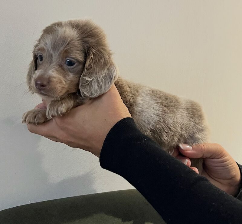 Dachshund puppies for sale in Maidstone, Kent – 6 weeks old - Image 3 of 13
