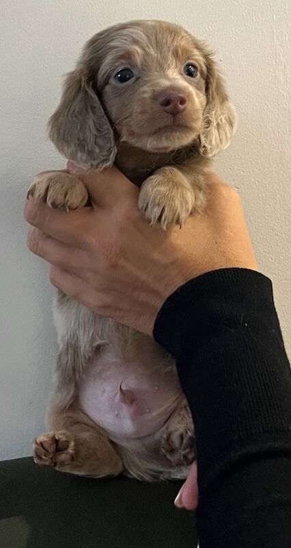 Dachshund puppies for sale in Maidstone, Kent – 6 weeks old - Image 4 of 13