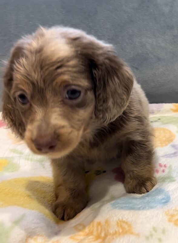 Dachshund puppies for sale in Maidstone, Kent – 6 weeks old - Image 5 of 13