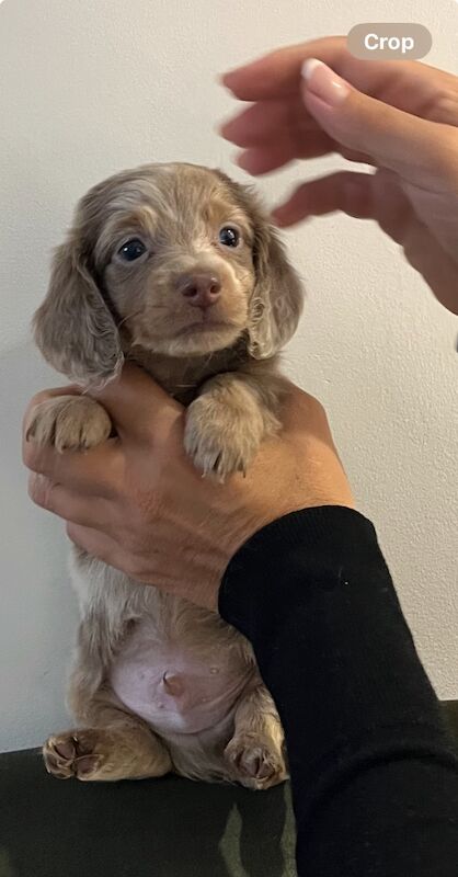 Dachshund puppies for sale in Maidstone, Kent – 6 weeks old - Image 6 of 13
