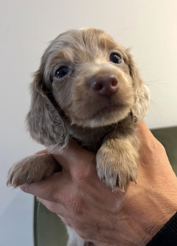 Dachshund puppies for sale in Maidstone, Kent – 6 weeks old - Image 7 of 13