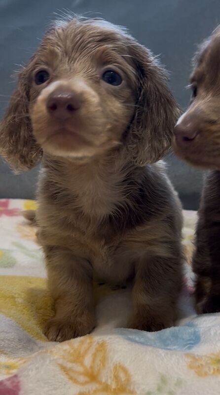 Dachshund puppies for sale in Maidstone, Kent – 6 weeks old - Image 8 of 13