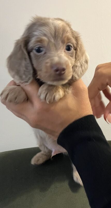 Dachshund puppies for sale in Maidstone, Kent – 6 weeks old - Image 9 of 13