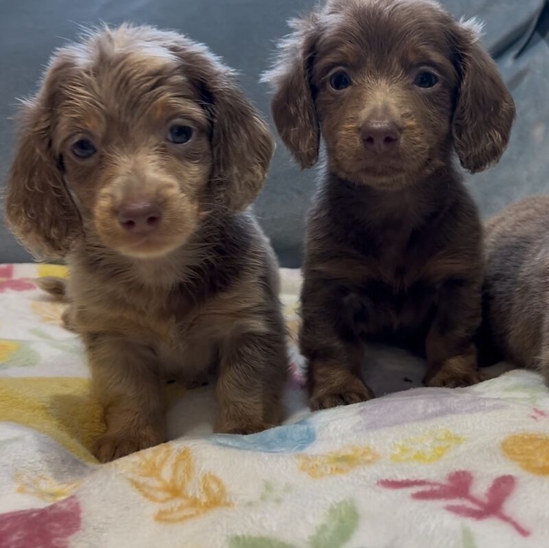 Dachshund puppies for sale in Maidstone, Kent – 6 weeks old - Image 11 of 13