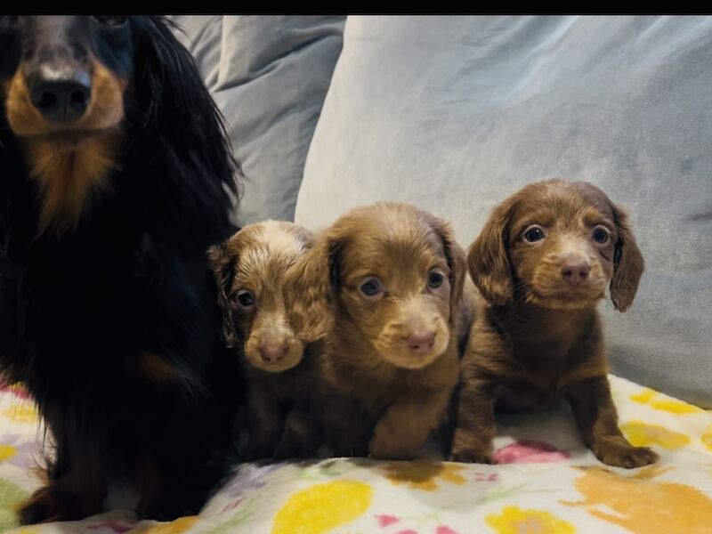 Dachshund puppies for sale in Maidstone, Kent – 6 weeks old - Image 12 of 13