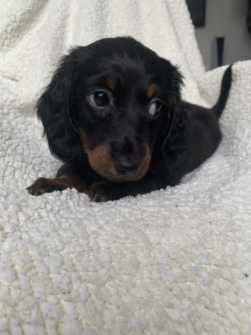 Dachshund puppies for sale in Shotton Colliery, County Durham – 1 year old - Image 2 of 6