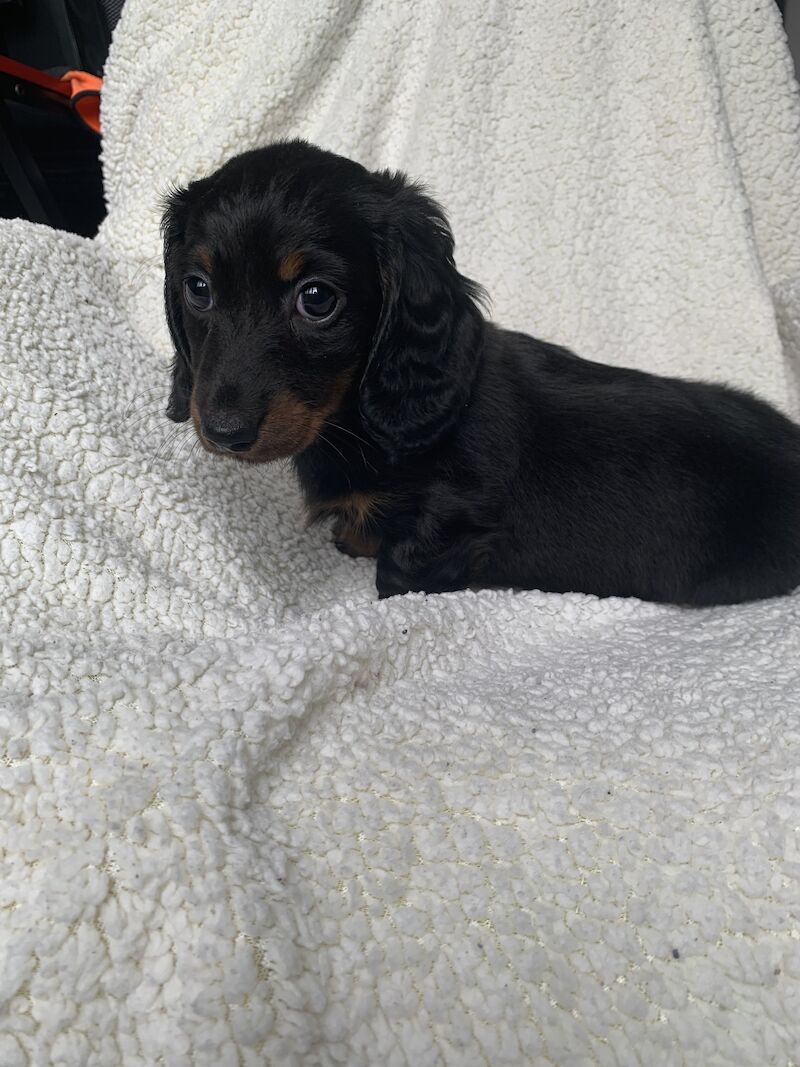 Dachshund puppies for sale in Shotton Colliery, County Durham – 1 year old - Image 3 of 6