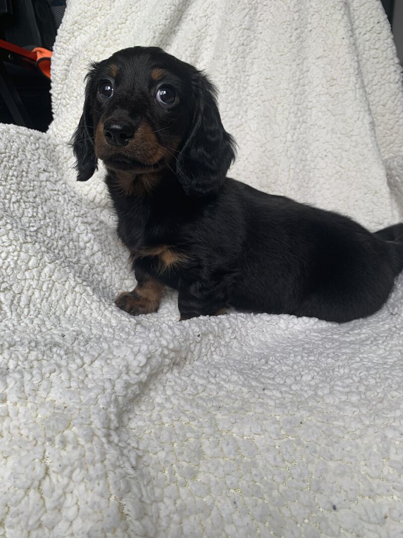 Long haired mini dachshund for sale in Shotton Colliery, County Durham | Image 4