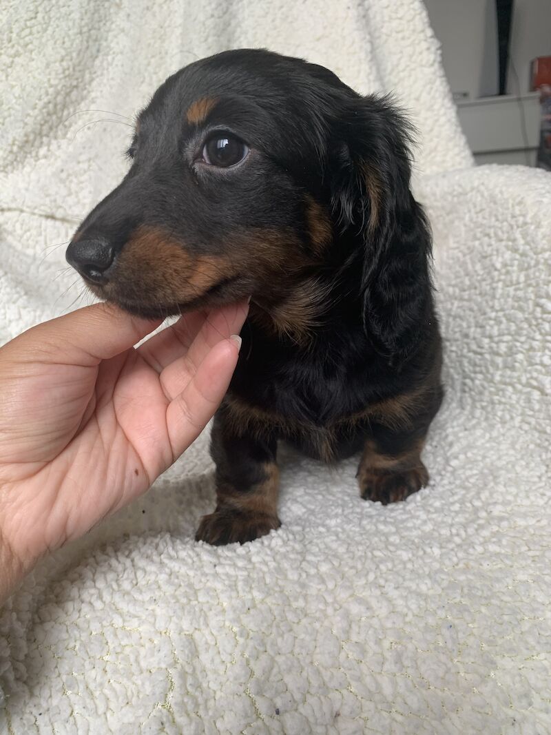 Dachshund puppies for sale in Shotton Colliery, County Durham – 1 year old - Image 5 of 6