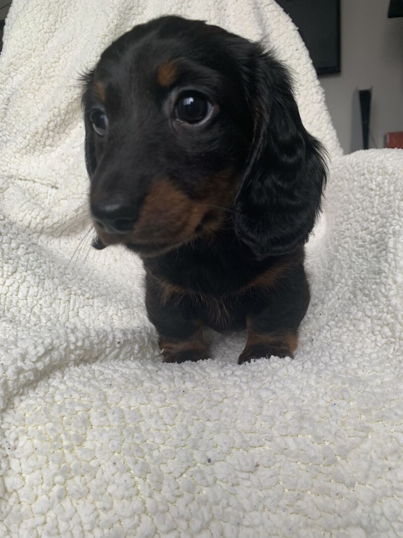 Dachshund puppies for sale in Shotton Colliery, County Durham – 1 year old - Image 6 of 6
