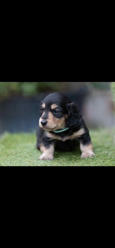 Dachshund puppies for sale in Minster, Kent – KC registered, 5 weeks old