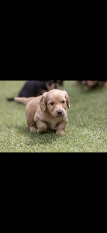 Dachshund puppies for sale in Minster, Kent – KC registered, 5 weeks old - Image 2 of 5