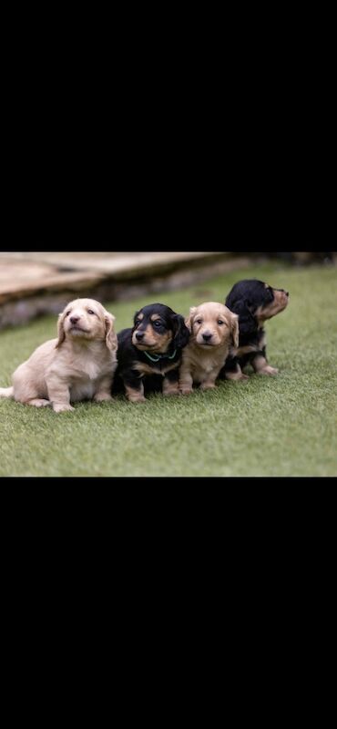 Dachshund puppies for sale in Minster, Kent – KC registered, 5 weeks old - Image 3 of 5