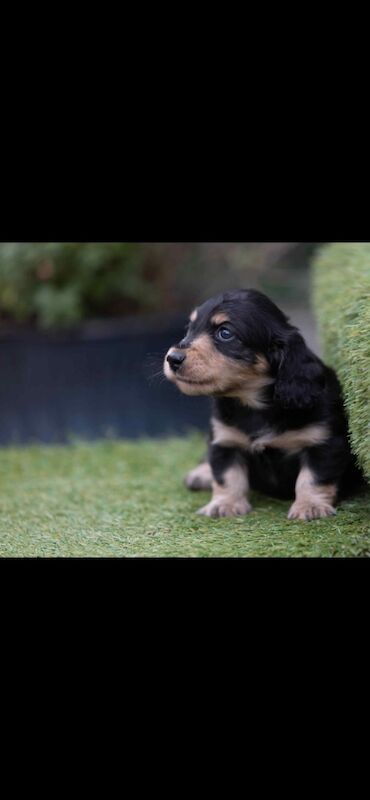 Dachshund puppies for sale in Minster, Kent – KC registered, 5 weeks old - Image 4 of 5