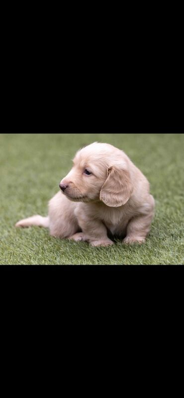 Dachshund puppies for sale in Minster, Kent – KC registered, 5 weeks old - Image 5 of 5