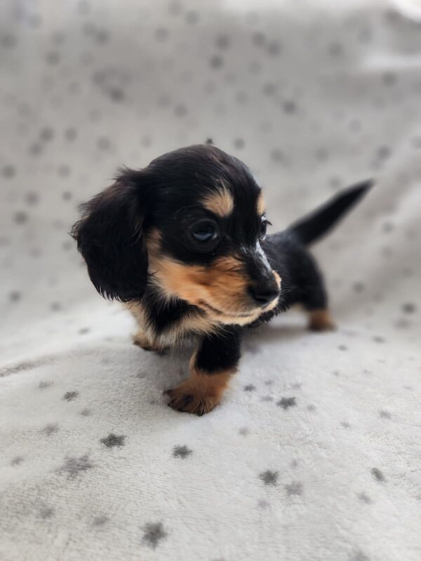 Dachshund puppies for sale in Middleton, Greater Manchester – KC registered, 7 weeks old