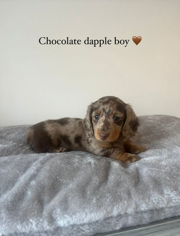 Long haired miniature dachshund puppies for sale in Gravesend, Kent