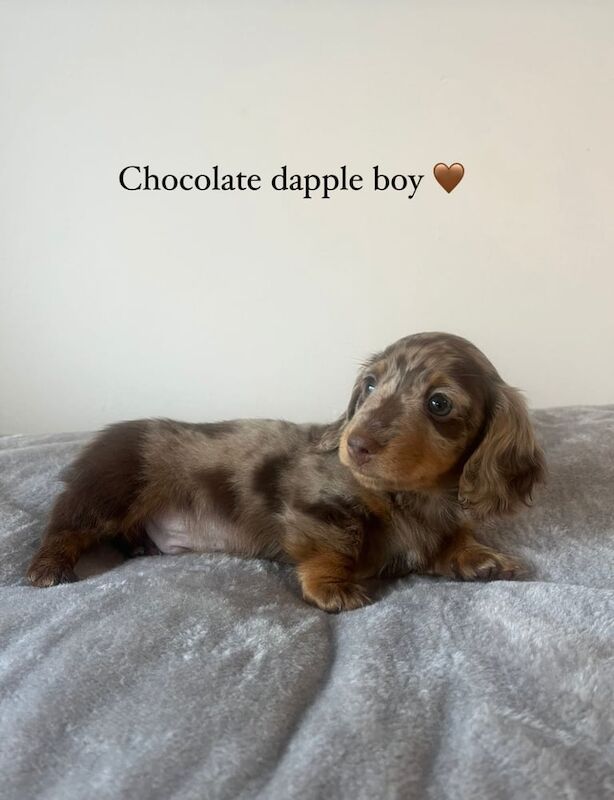 Long haired miniature dachshund puppies for sale in Gravesend, Kent | Image 3