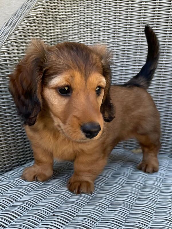 Long haired Miniature Dachshund Puppy for sale in Comber, County Down