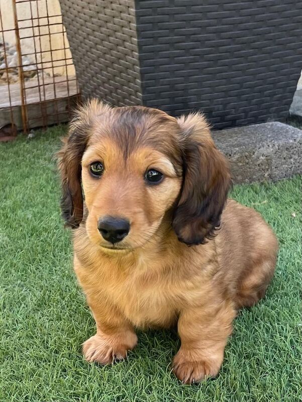 Long haired Miniature Dachshund Puppy for sale in Comber, County Down - Image 3