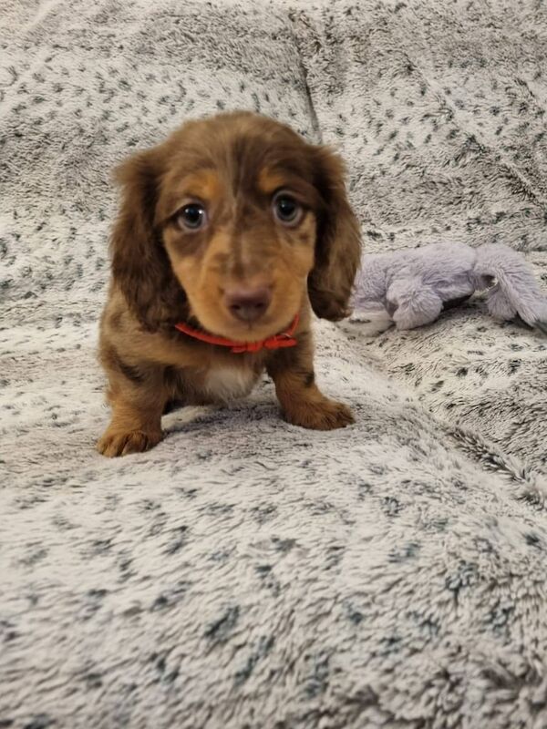 mini long haired dapple dachshund