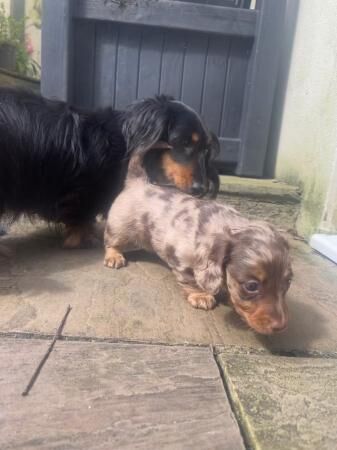 Longhaired Miniature Dachshund Female for sale in Kiln Green, Herefordshire