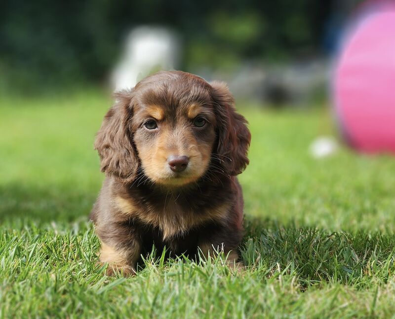 Longhaired miniature dachshunds for sale in Cardiff | Image 2