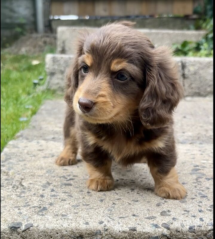 Longhaired miniature dachshunds for sale in Cardiff | Image 3