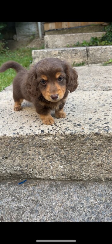 Longhaired miniature dachshunds for sale in Cardiff - Image 4