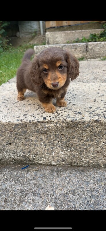 Longhaired miniature dachshunds for sale in Cardiff - Image 5
