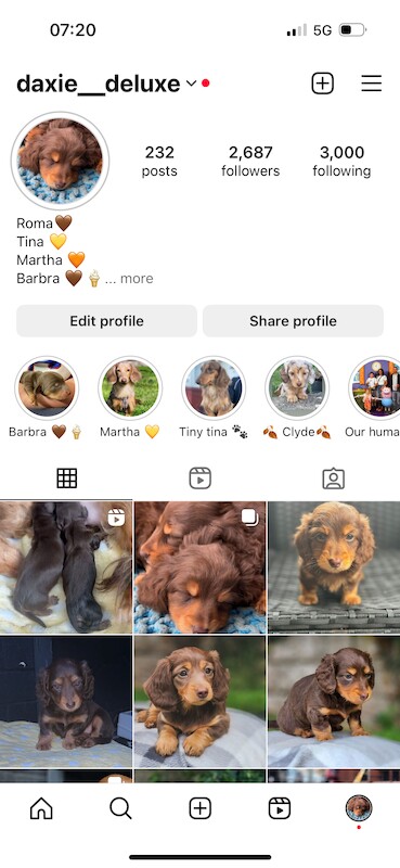 Longhaired miniature dachshunds for sale in Cardiff - Image 9