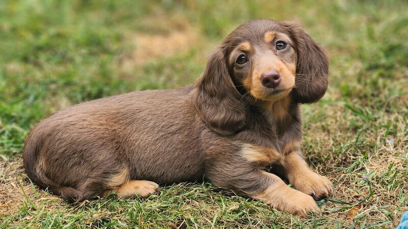 Longhaired miniature dachshunds for sale in Cardiff - Image 10