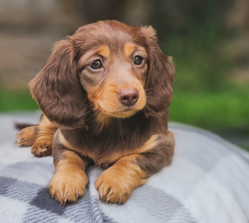 Longhaired miniature dachshunds for sale in Cardiff - Image 11