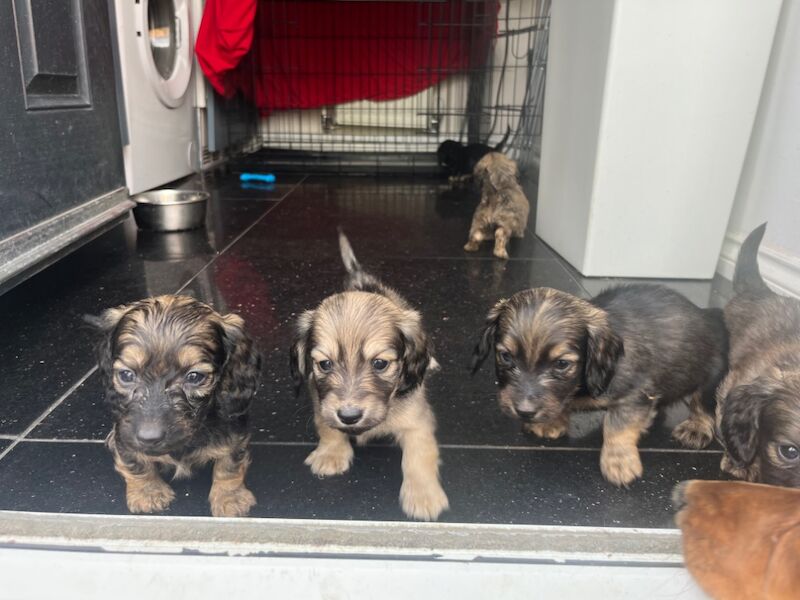 Longhaired shaded cream for sale in Durham | Image 2
