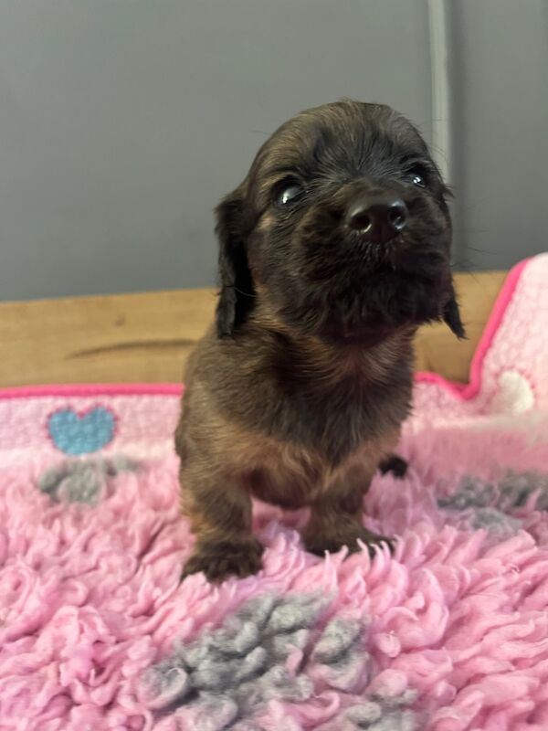 Longhaired shaded cream for sale in Durham | Image 3