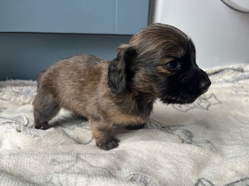 Longhaired shaded cream for sale in Durham | Image 4