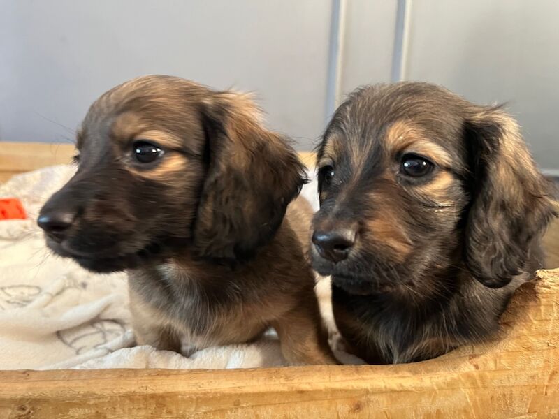 Longhaired shaded cream boys for sale in Durham 