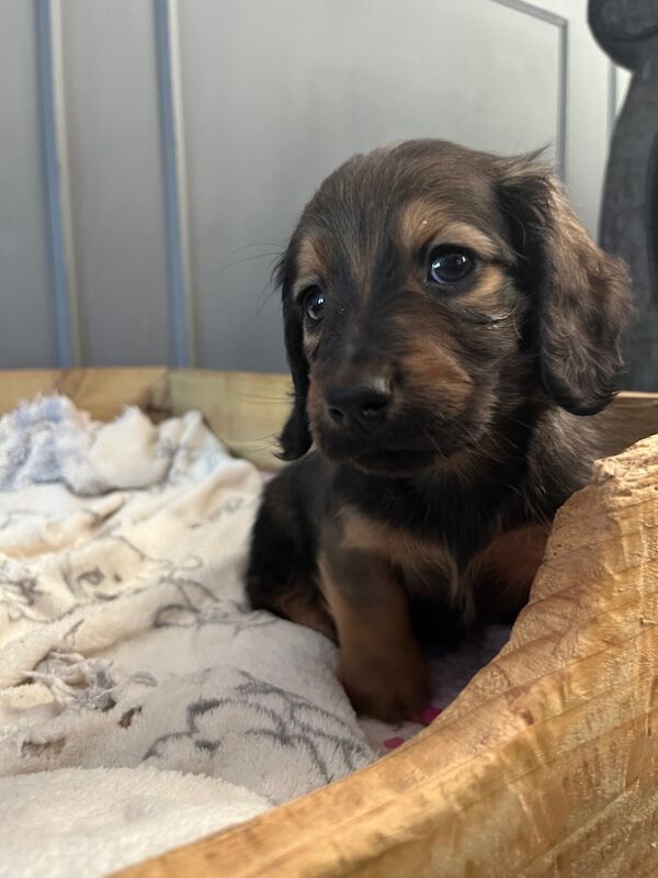 Longhaired shaded cream boys for sale in Durham | Image 3