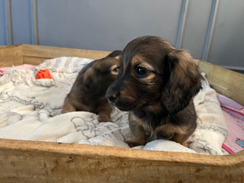 Longhaired shaded cream boys for sale in Durham | Image 4