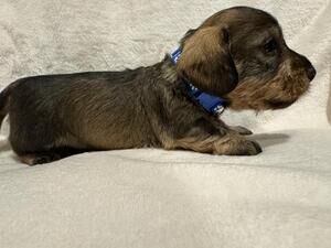 LOOKING FOR male, short wire haired, wild boar Dachshund puppy, no more then 12 weeks old for sale in London, City of London, Greater London