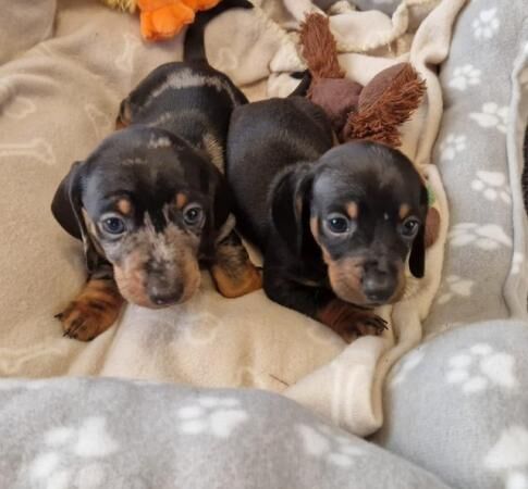 Lovely standard dachshund boy puppies for sale in Preston, Lancashire