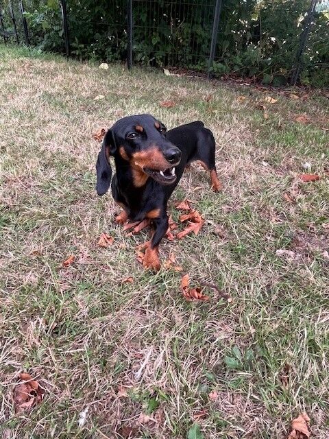 Dachshund puppies for sale in Winchester, Hampshire – KC registered, 3 years old