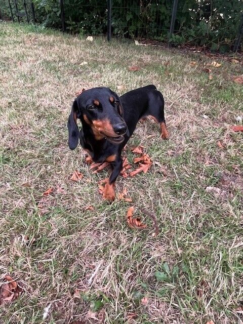 Dachshund puppies for sale in Winchester, Hampshire – KC registered, 3 years old - Image 2 of 5