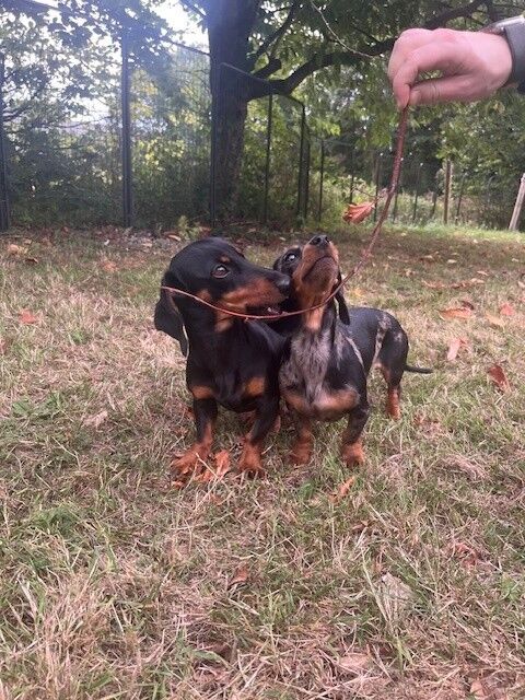 Dachshund puppies for sale in Winchester, Hampshire – KC registered, 3 years old - Image 3 of 5
